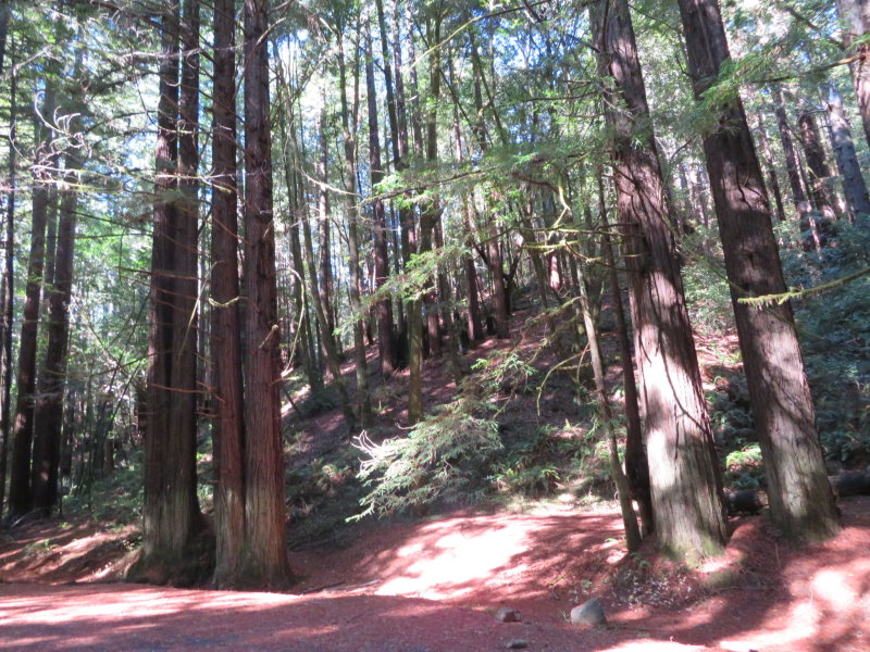 Beautiful ride through the Navarro River Redwood Forest
